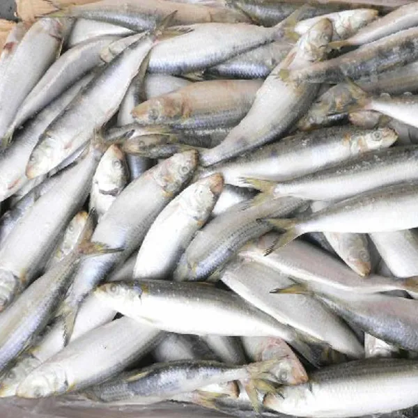 Sardine Whole Round